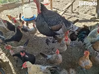 Chickens — foto 2