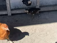 Chickens — Foto 3