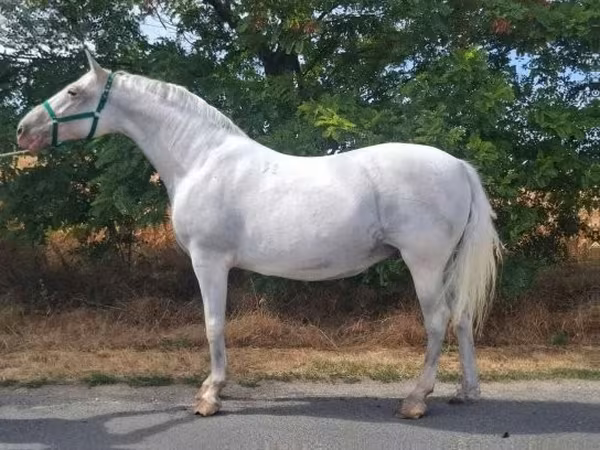 घोड़ी, Lipizzaner