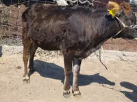 Býk, Swiss cattle — foto 7