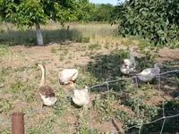 Geese — รูปภาพ 1