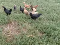 Chickens — 7-сурет