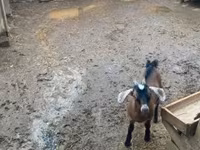 Kambing jantan, Alpine goat — foto 2