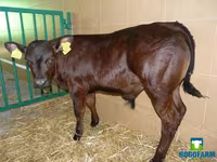 گاو ماده, Russian Black pied cattle — عکس 4