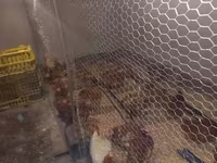 Chickens — foto 6