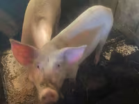 สุกร (เป็นล็อต, ไม่ระบุเพศ), หมู — รูปภาพ 2
