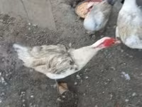 Ducks — Foto 1