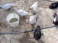 Ducks — รูปภาพ 2