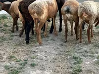 قوچ, گوسفند — عکس 1