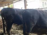 Bull, Aberdeen-Angus — photo 2