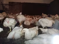 Chickens — foto 7