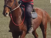 اسب نر, Trakehner — عکس 2