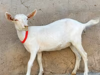 Keçi, Saanen goat — foto 1