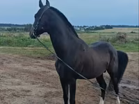 Faras, Akhal-Teke — sawirka 3