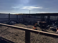 Býk, Simmental cattle — foto 4
