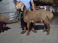 Ovan, Arashan sheep — fotografija 4