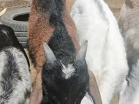 Ziege, Alpine goat — Foto 4