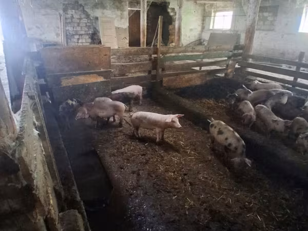 Sow, Pigs — Moldova