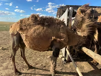 شتر ماده, Kazakh Bactrian camel — عکس 8