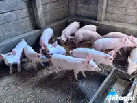 Babi betina, Pigs — foto 2