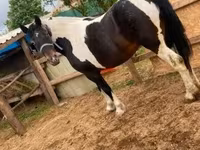 ሴት ፈረስ, Horses — ፎቶ 2