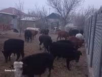 Buğa, Mal-qara — foto 4