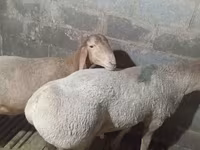 میش, Arashan sheep — عکس 2
