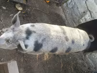 नर सूअर, सूअर — फ़ोटो 2