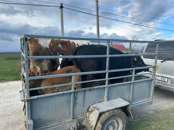 Lembu betina, Cattle