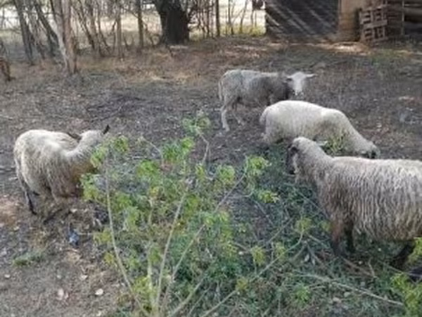 Får, White Suffolk sheep