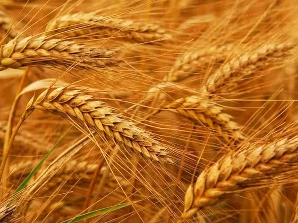 Продам ячмень шестирядный!