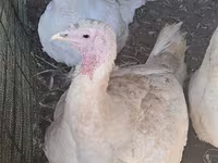Turkeys — снимка 2