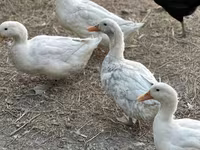 Chickens — foto 2