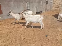 تيس, Saanen goat — الصورة 4