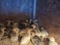 Turkeys — foto 2