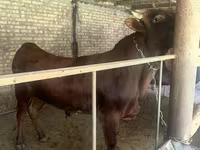 گاو نر, گاو — عکس 1