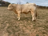 Toro, Charolais cattle — foto 4