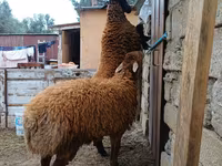 Beran, Blackheaded Persian sheep — foto 5