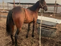 Hingst, Standardbred — foto 2