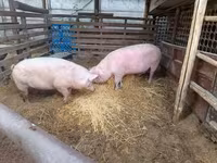 Vier, Porci — foto 1