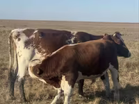 Krowa, Bydło — zdjęcie 3