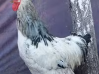Brahma — photo 4