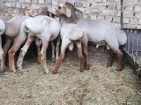 قوچ, Arashan sheep — عکس 4