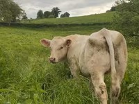 Bik, Charolais cattle — fotografija 4