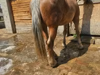 Faras dhaddig, Horses — sawirka 1