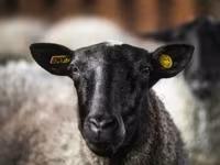 Κριός, Romanov sheep — φωτογραφία 3