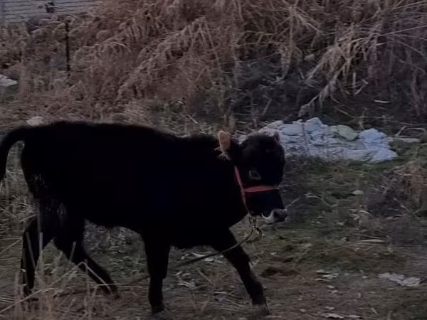 گاو نر, Swedish red cattle