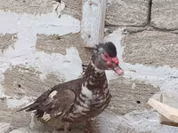 Turkeys — foto 5