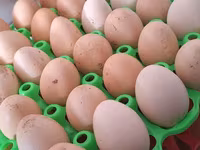 Chickens — عکس 4