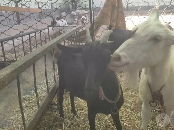 Κατσίκα, Murcia-Granada goats